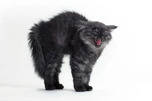 furious silver Siberian cat kitten in front of white wall