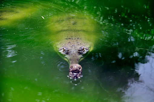 Manatees mother feeding her calf , swimming in the hot springs sanctuary from Crystal River