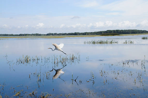 istock Great Egret In Flight over a Blue Lake 110718380