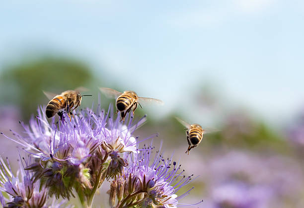 honig biene fliegt entfernt - meadow stock-fotos und bilder