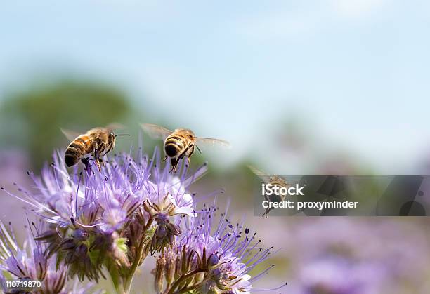 Honey Bee フライングで - ハナバチのストックフォトや画像を多数ご用意 - ハナバチ, 花, 草地