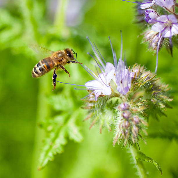 istock Honeybee flying to flower 110719960