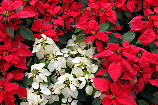 Various elements of Christmas decoration