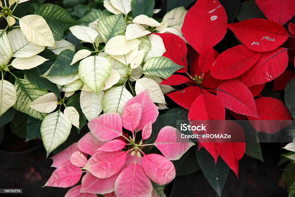 White, pink and red Poinsettias  Pink Color Stock Photo