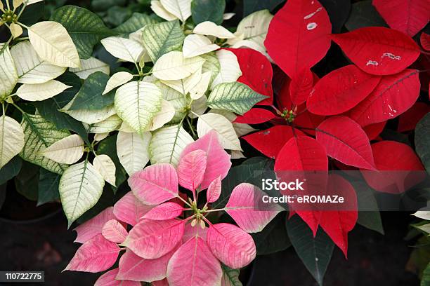 White Pink And Red Poinsettias Stock Photo - Download Image Now - Pink Color, Poinsettia, Red