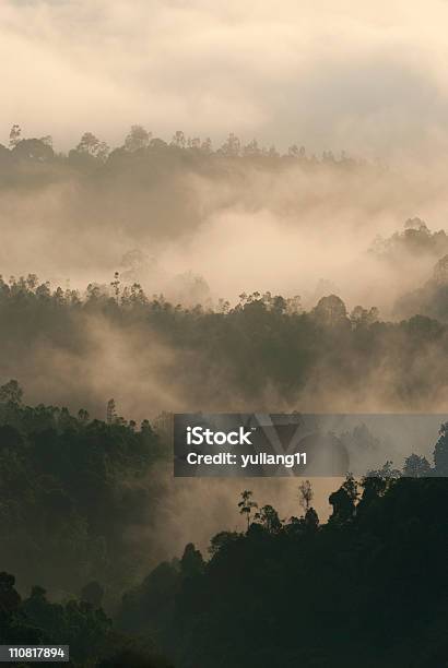 Photo libre de droit de Tôt Le Matin Dans La Forêt Brumeuse banque d'images et plus d'images libres de droit de Arbre - Arbre, Beauté de la nature, Brouillard