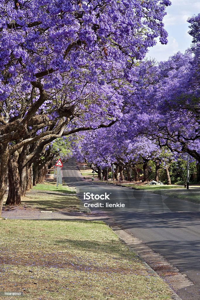 jacaranda trees  Beauty In Nature Stock Photo