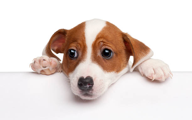 istock Jack Russell Terrier puppy above white banner 110827049