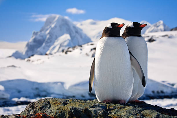 두 펭귄즈 - bird black penguin gentoo penguin 뉴스 사진 이미지