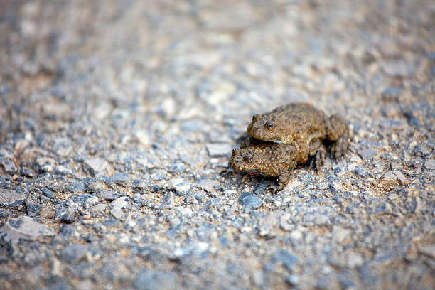 Mating frogs (Bombina Variegata) stock photo