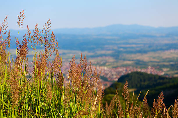 Herbs in the mountains stock photo