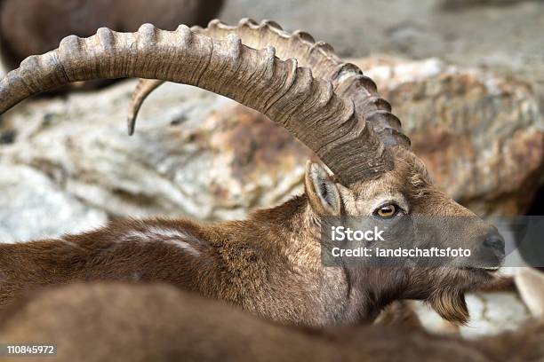 Bouquetin Plano - Fotografias de stock e mais imagens de Bouquetin - Bouquetin, Animal, Capricórnio