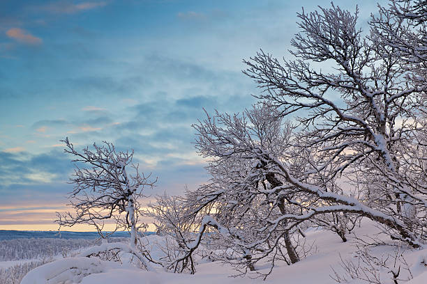 istock Frosted birch trees at early winter morning in Norwegian mountains 110846349