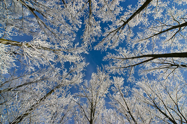 Dramatic scanned film photograph looking up at frosted winter forest canopy backlit by bright sun with vintage atmospheric blue tones