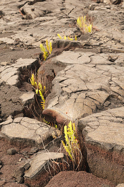 istock New life in lava 110849561