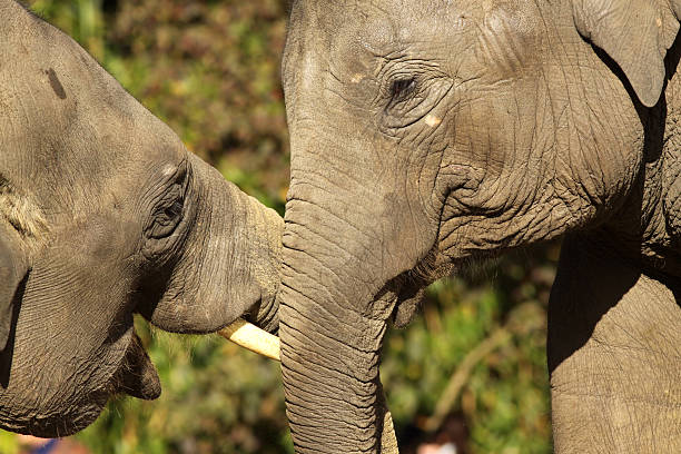istock Close up of two elephants hugging 110849984