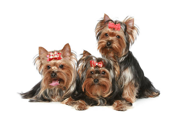 istock Yorkshire Terrier Puppies on a white background 110852278