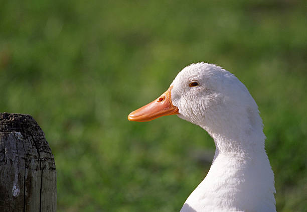 Duck head  beaumont tx stock pictures, royalty-free photos & images