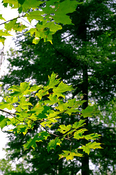 istock Colors of Green 110853079