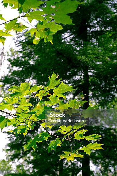 Cores De Verde - Fotografias de stock e mais imagens de Ao Ar Livre - Ao Ar Livre, Carvalho, Cena de tranquilidade