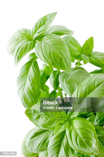 Frisches Basilikum Stockfoto und mehr Bilder von Basilikum - Basilikum, Blatt - Pflanzenbestandteile, Farbbild