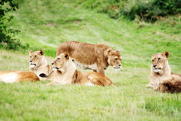 istock Pride of Lions 110853895