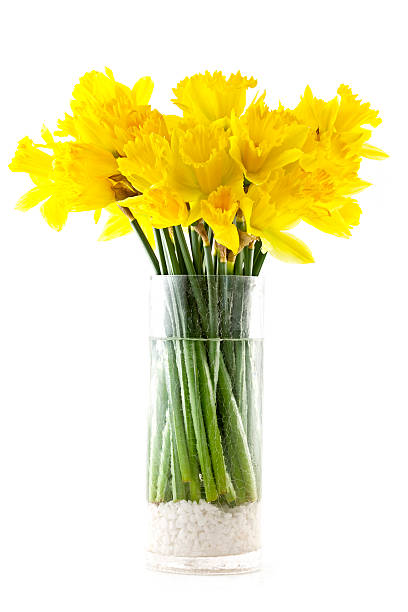 Daffodil Bunch stock photo