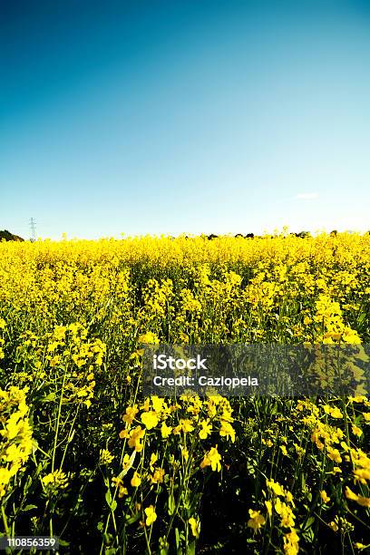 Oilseed Field Stock Photo - Download Image Now - Abundance, Agricultural Field, Agriculture