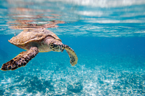 Huge turtle Caretta caretta swims in the sea, top view