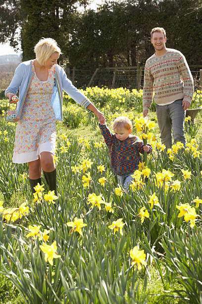 istock Young Family Walking Amongst Spring Daffodils 110862814