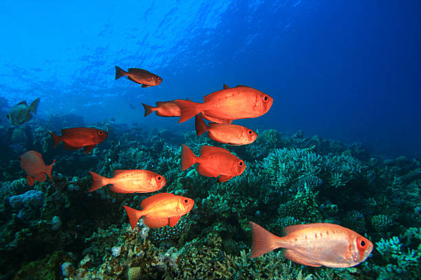 istock Shoal of Bigeyes 110864822