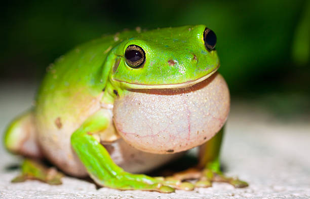 männliche grünen laubfrosch (litoria caerulea) sie für frauen - whites tree frog stock-fotos und bilder