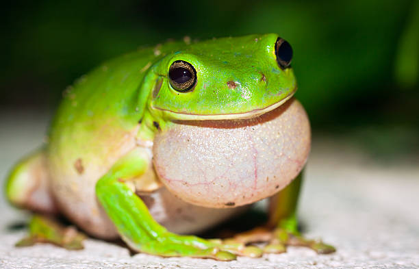 macho green tree frog (litoria caerulea) pidiendo las hembras - whites tree frog fotografías e imágenes de stock