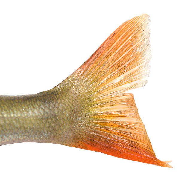 fish tale
