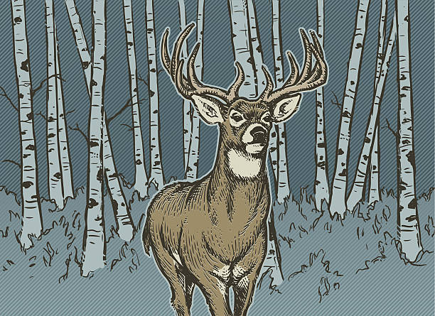 big buck - deer portrait stock-grafiken, -clipart, -cartoons und -symbole