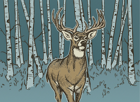 An image of a proud big buck deer in an aspen forest.  