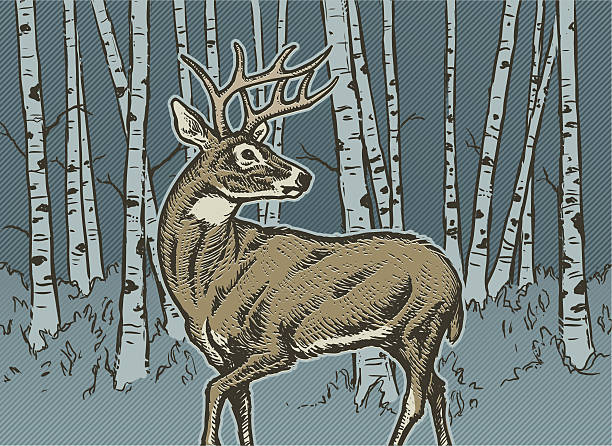 Big Buck An image of a proud big buck deer in an aspen forest. mule deer stock illustrations