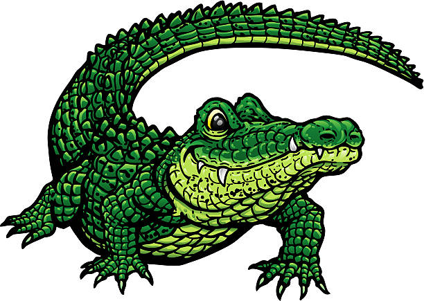 Smiling Gator G  alligator stock illustrations