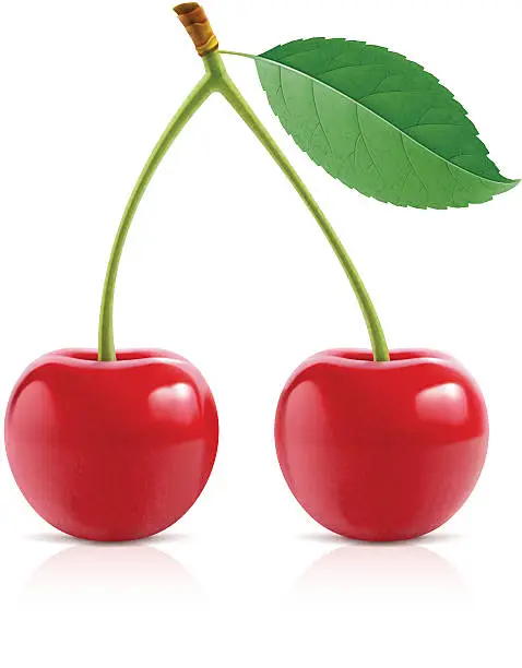 Vector illustration of Cherry