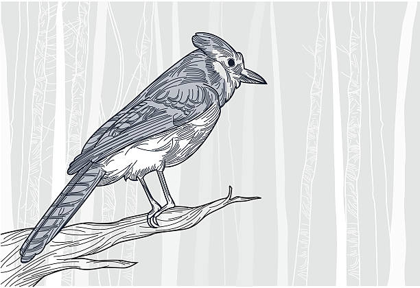 голубая сойка в зимний - tree winter bird branch stock illustrations