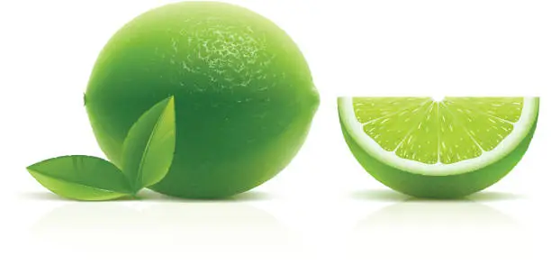 Vector illustration of Lime