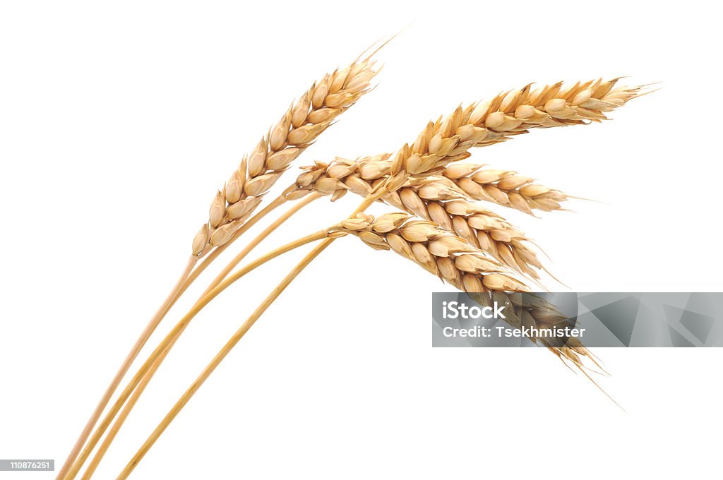 Isolated bunch of wheat  Wheat Stock Photo