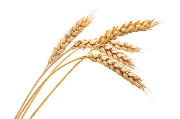 Isolated bunch of wheat stock photo