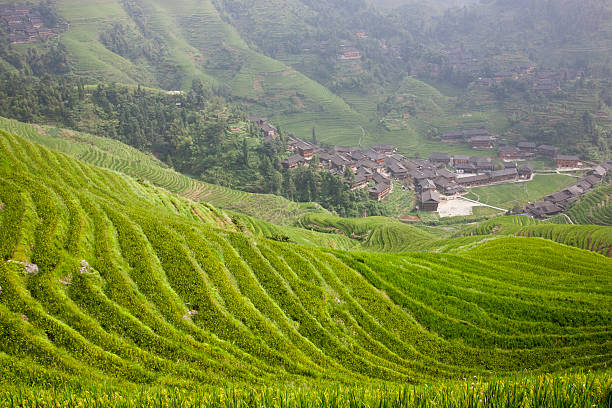 istock Fresh  rural landscape of  rice terraces 110876747