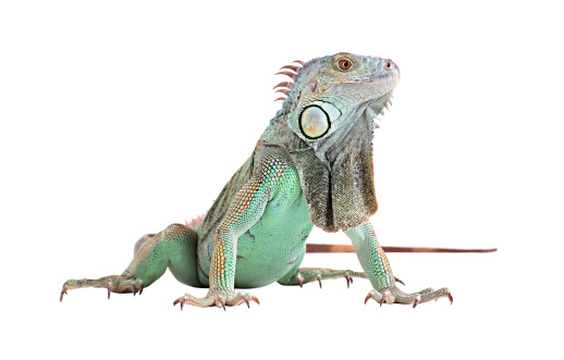 Closeup of Green Iguana (Iguana iguana) on the island of Aruba. Lying on a rock, looking to the left, ocean in background.