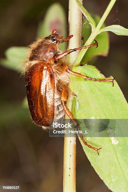 Chafer Beetle Sitting On Stem Stock Photo - Download Image Now