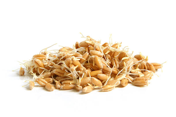 Wheat germs  grain sprout stock pictures, royalty-free photos & images