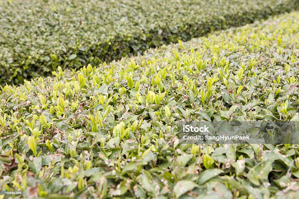 Crecimiento de hojas de té - Foto de stock de Agricultura libre de derechos