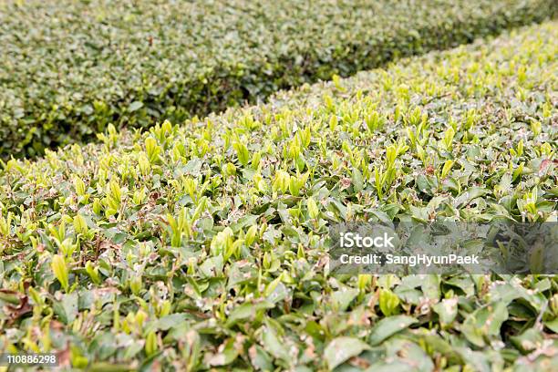 Foto de Crescendo Folhas De Chá e mais fotos de stock de Agricultura - Agricultura, Alimentação Saudável, Cena Rural