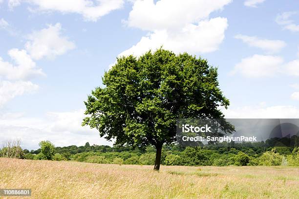 Solitary Oak — стоковые фотографии и другие картинки Без людей - Без людей, Большой, Великобритания